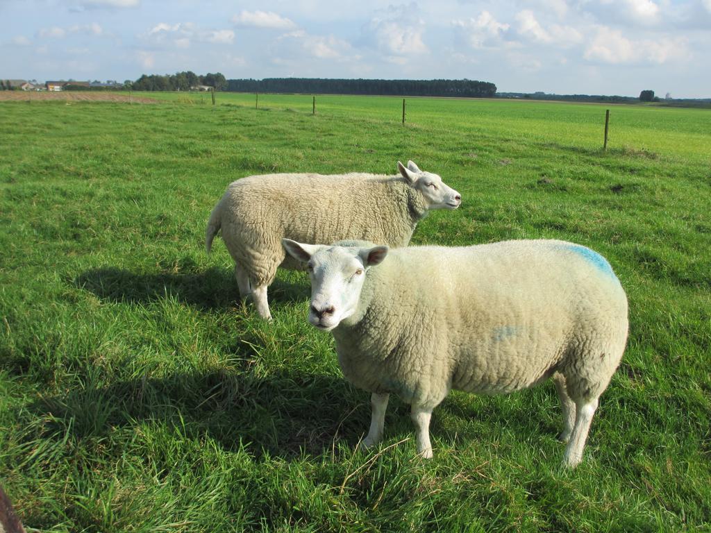 B&B Boerderij Wijtvliet Langeweg Luaran gambar