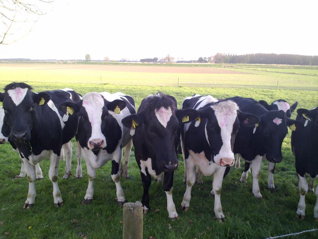 B&B Boerderij Wijtvliet Langeweg Luaran gambar